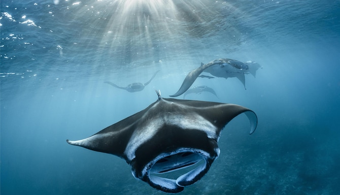 Radisson Blu Resort, Maldives - Manta Rays Underwater