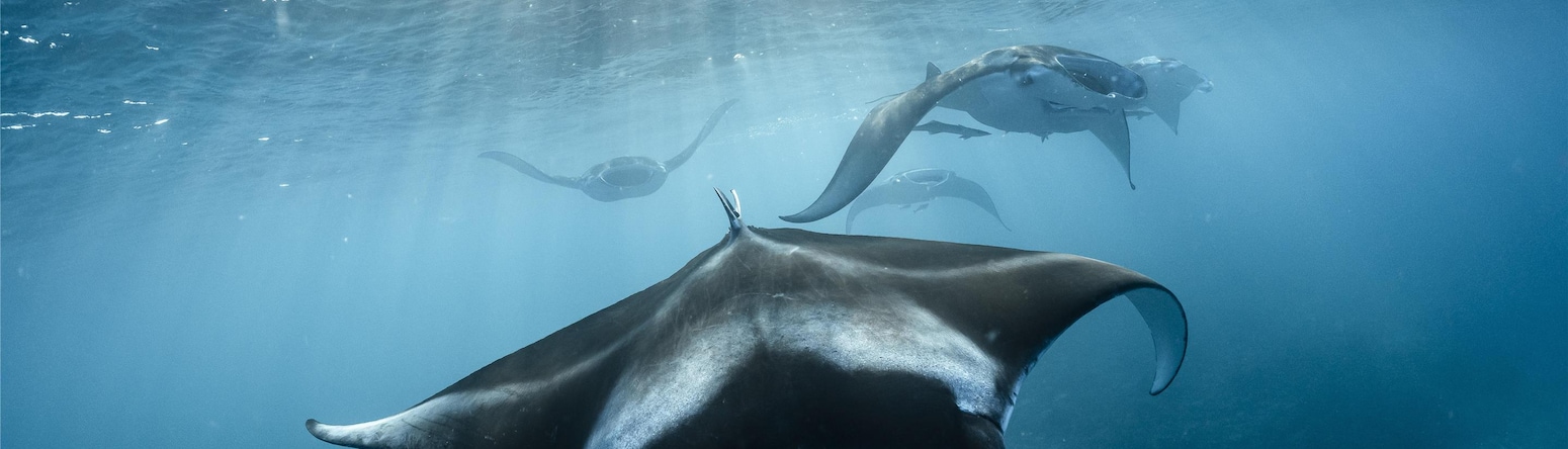 Radisson Blu Resort, Maldives - Manta Rays Underwater