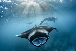 Radisson Blu Resort, Maldives - Manta Rays Underwater