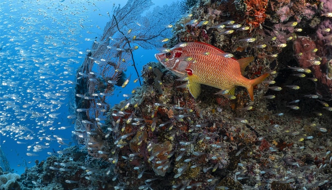 Radisson Blu Resort, Maldives - Fish in Coral Reef