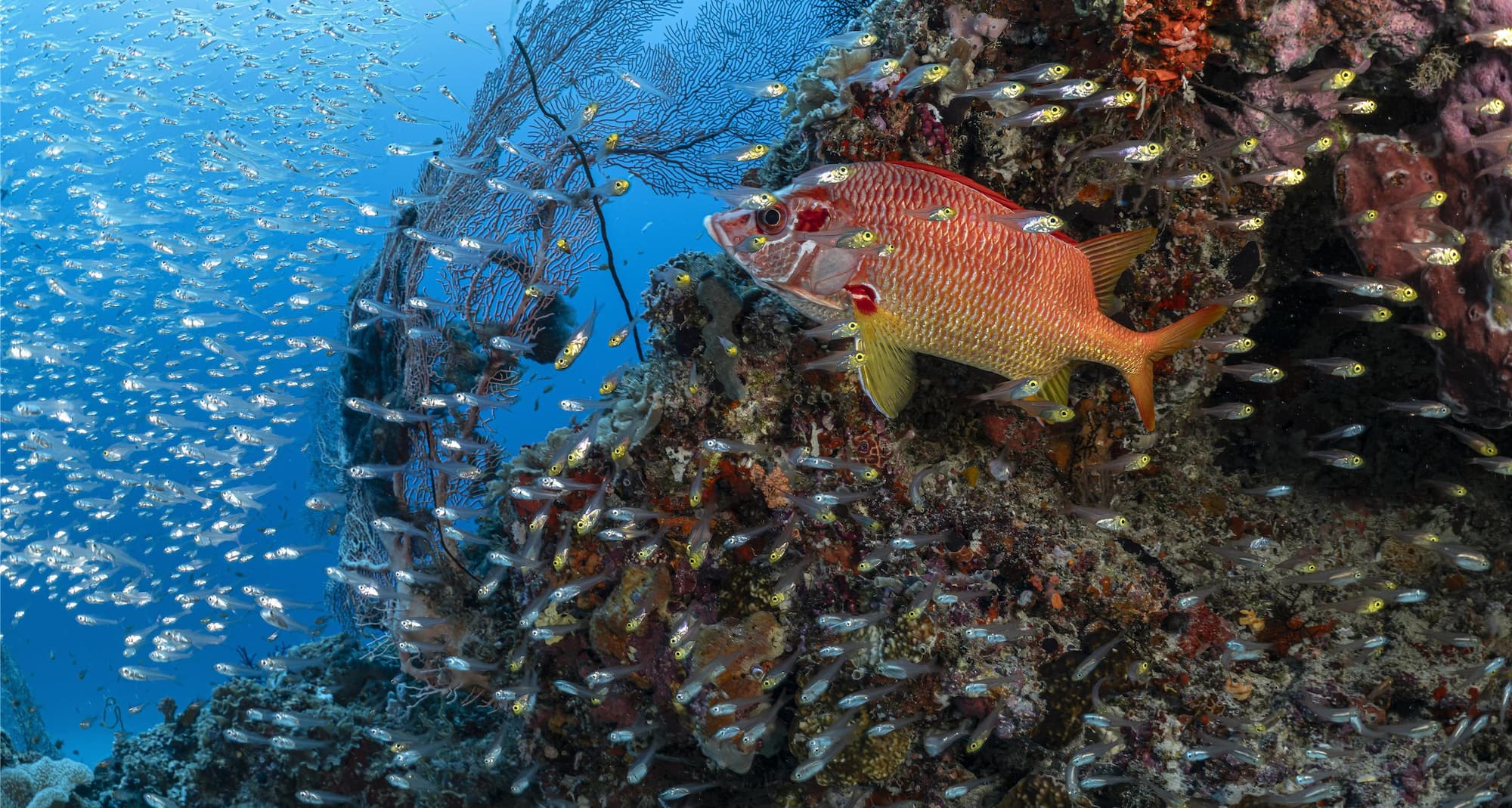 Radisson Blu Resort, Maldives - Fish in Coral Reef