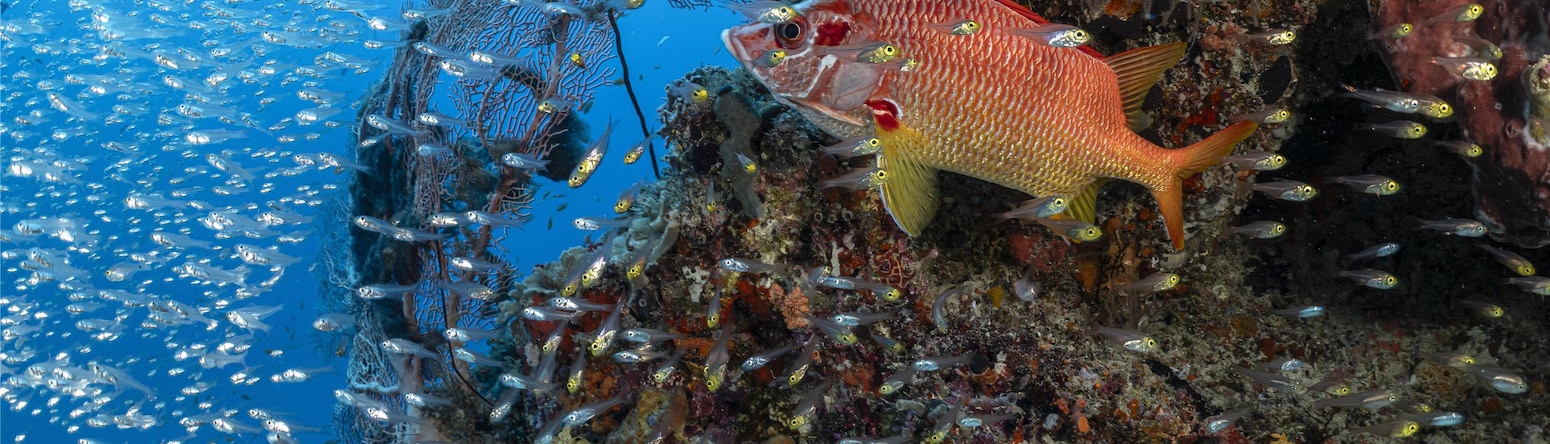 Radisson Blu Resort, Maldives - Fish in Coral Reef