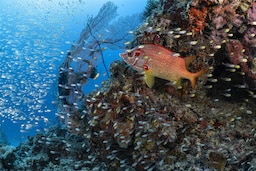 Radisson Blu Resort, Maldives - Fish in Coral Reef