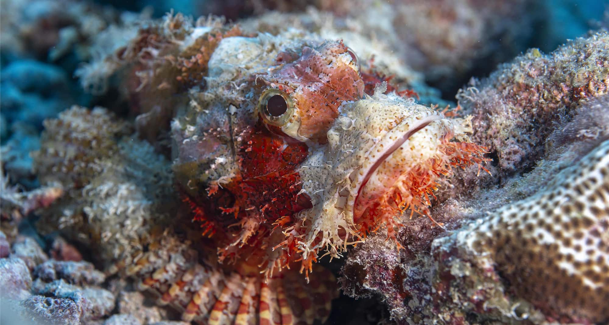 Radisson Blu Resort, Maldives - Fish in Reef Close Up