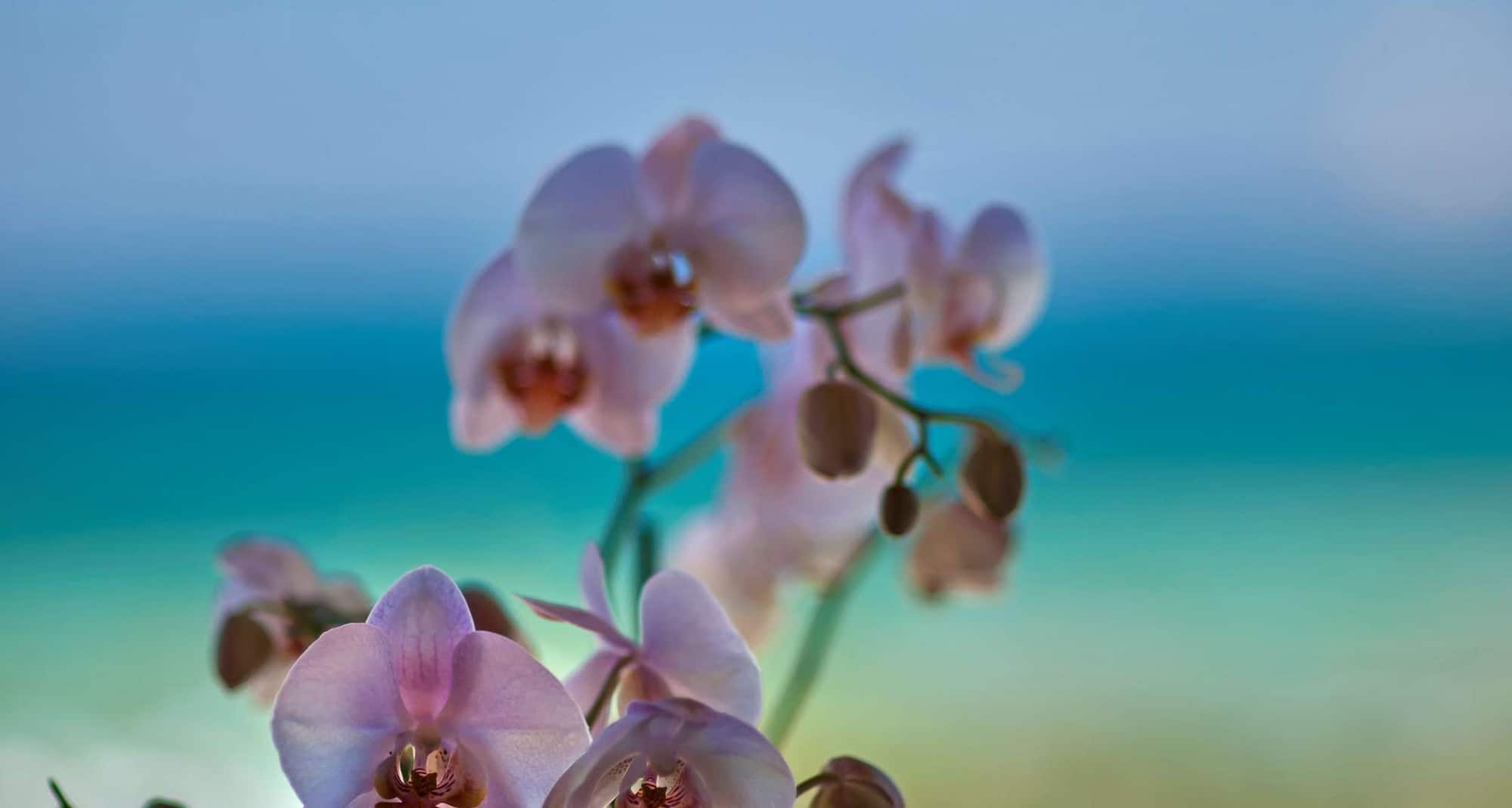 Radisson Blu Resort & Spa, Cesme - Flowers