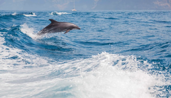 Radisson Blu Resort & Spa, Gran Canaria Mogan - Dolphins