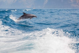 Radisson Blu Resort & Spa, Gran Canaria Mogan - Dolphins