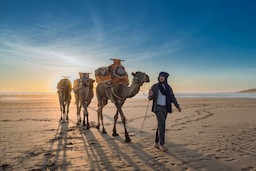 Radisson Blu Resort, Taghazout Bay Surf Village - Camels on the beach