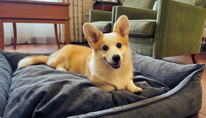 Radisson Blu Ridzene Hotel, Riga - Corgi hotel room