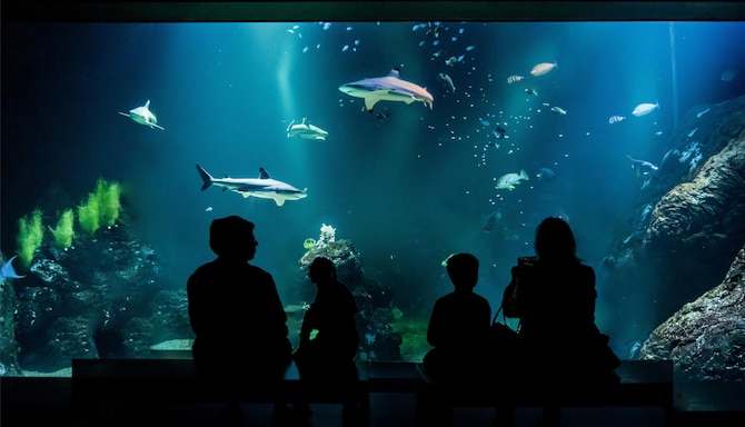 Radisson Blu Riverside Hotel, Gothenburg - Universeum Local Attraction