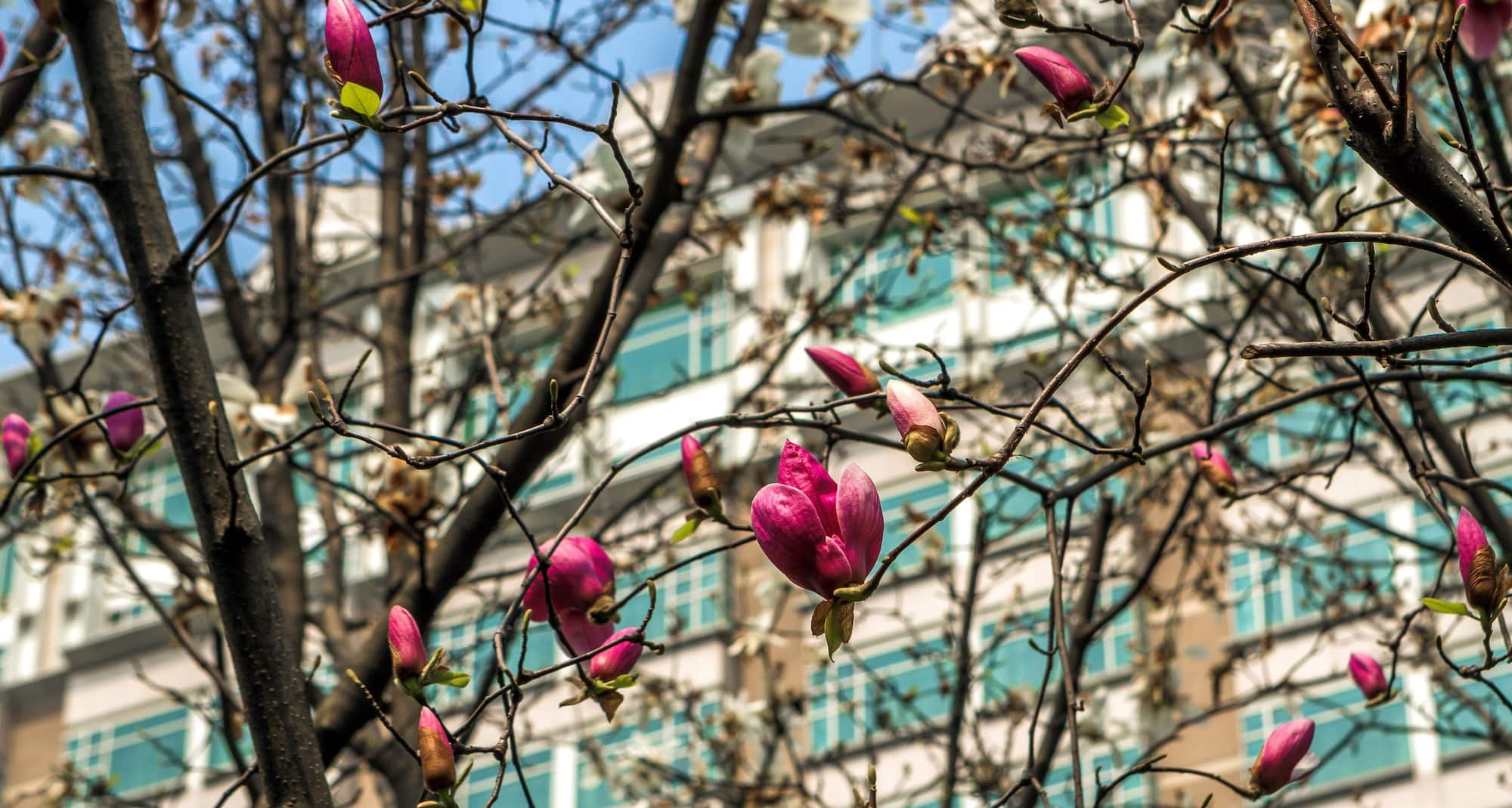 Radisson Collection Hotel, Xing Guo Shanghai - Exterior