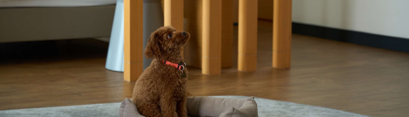 Radisson Collection Paradise Resort and Spa, Sochi - Rad Pet