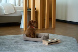 Radisson Collection Paradise Resort and Spa, Sochi - Rad Pet