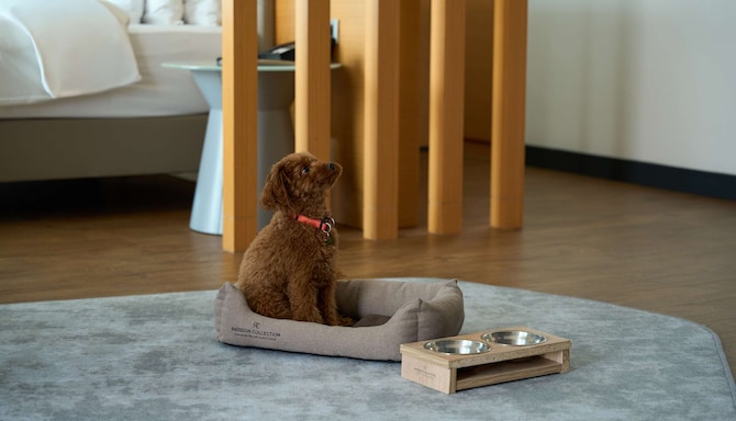 Radisson Collection Paradise Resort and Spa, Sochi - Rad Pet