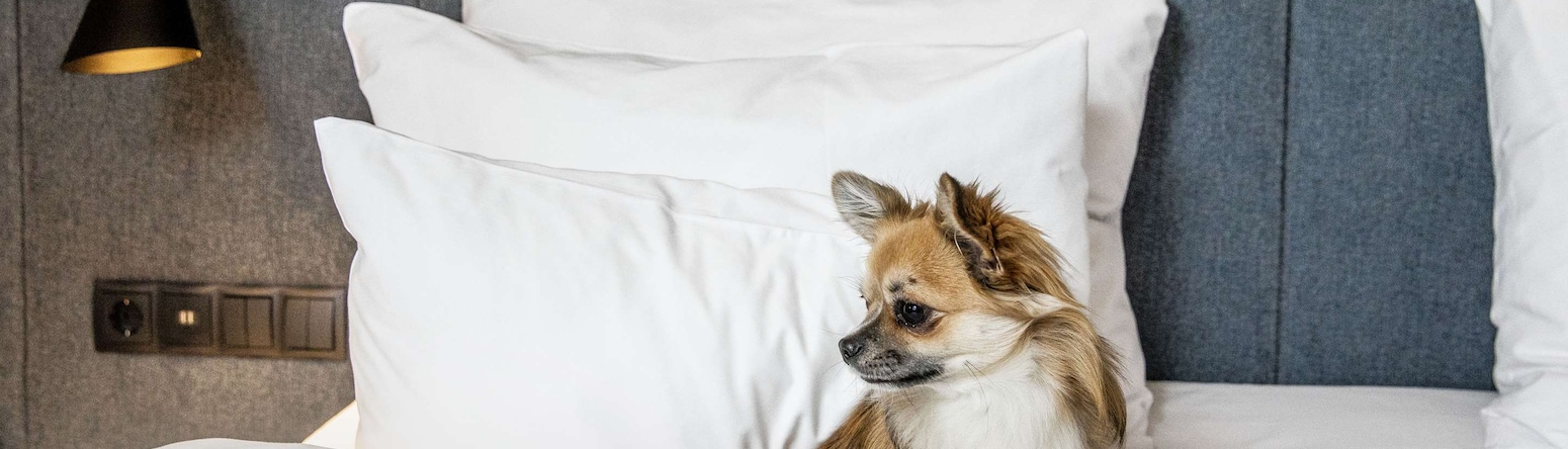 Radisson Collection Strand Hotel, Stockholm - Pet Friendly - Guest Room