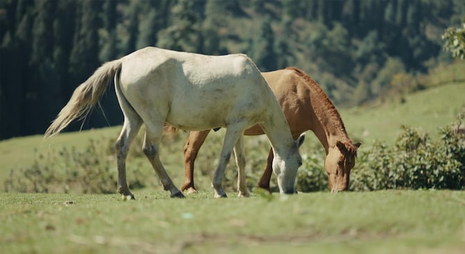 Majestic and free, the horses roam the valleys, embodying the spirit of Pahalgam