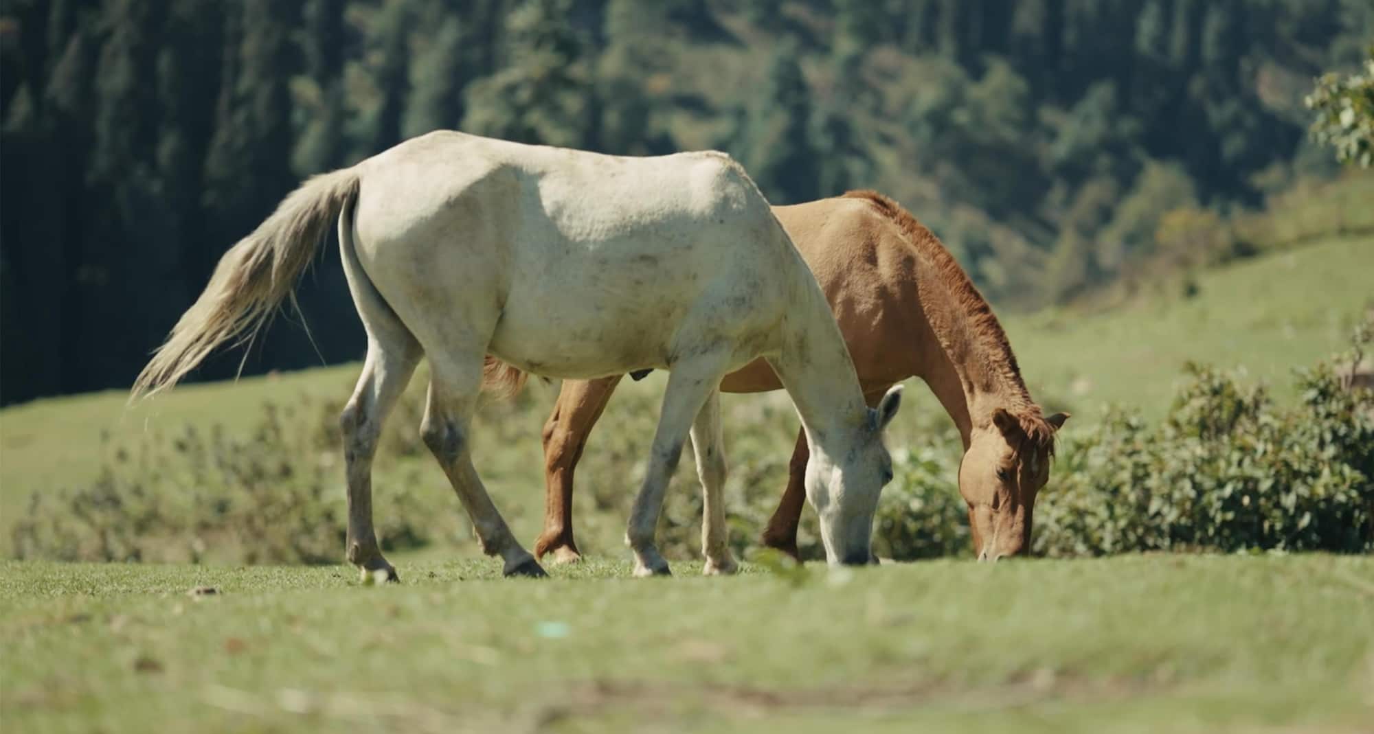 Majestic and free, the horses roam the valleys, embodying the spirit of Pahalgam