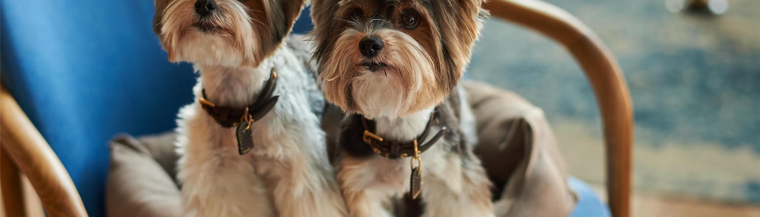 Radisson Hotel Gorizont Rostov-on-Don - Radisson Pet