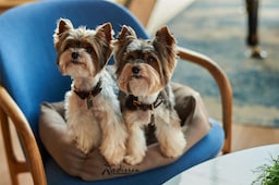 Radisson Hotel Gorizont Rostov-on-Don - Radisson Pet