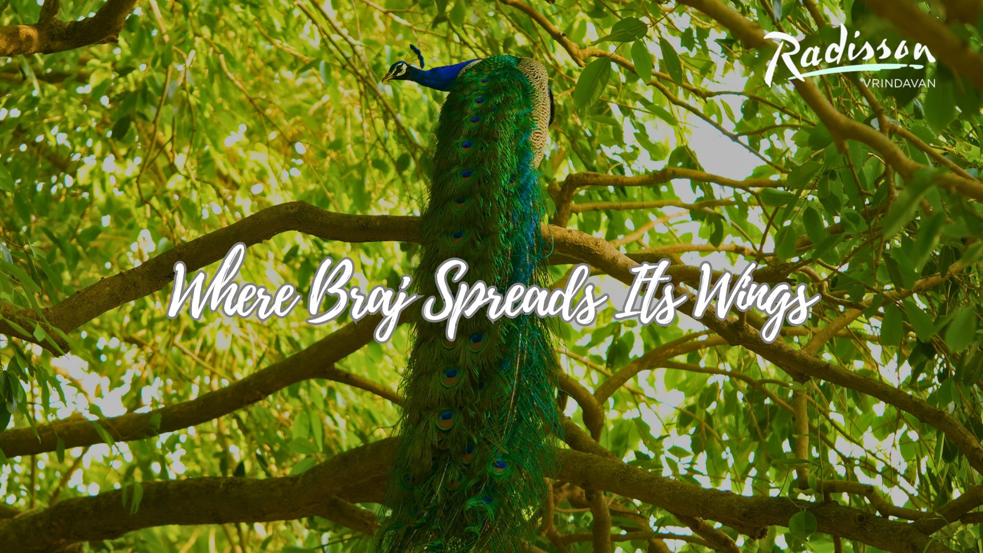 Radisson Hotel Vrindavan - Radisson Hotel Vrindavan Hotel Video -Where Braj Spreads Its Wings