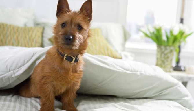 Radisson Hotels - Rad Pets