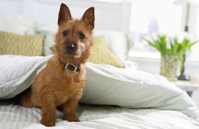 Radisson Hotels - Rad Pets