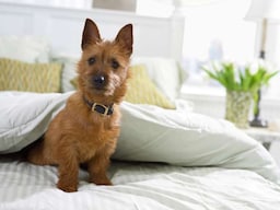 Radisson Hotels - Rad Pets