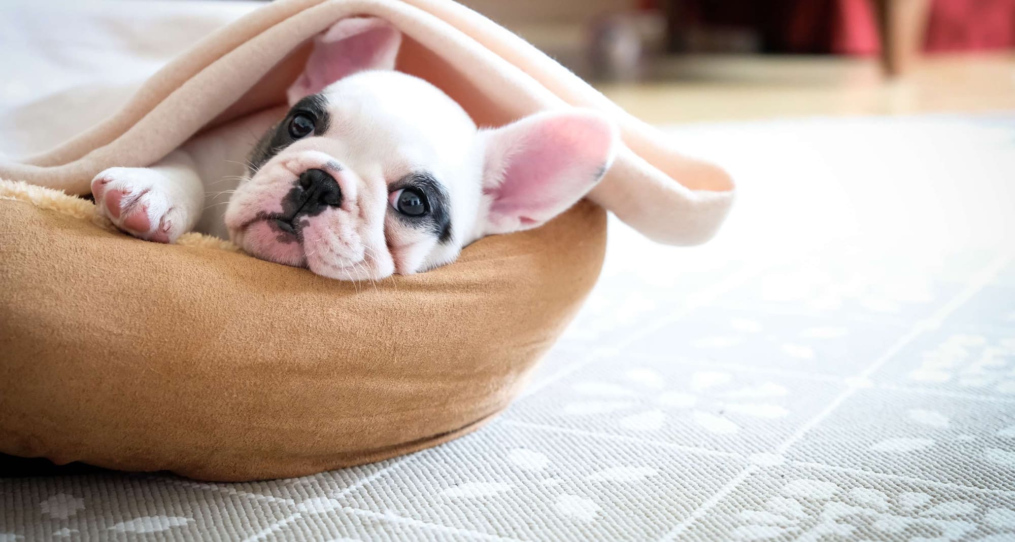Radisson Hotels - Cross-brand products & concepts - Rad Pets