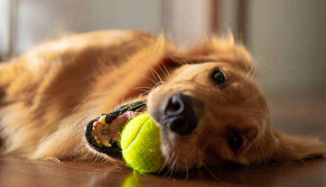 Radisson Hotels - Rad Pets