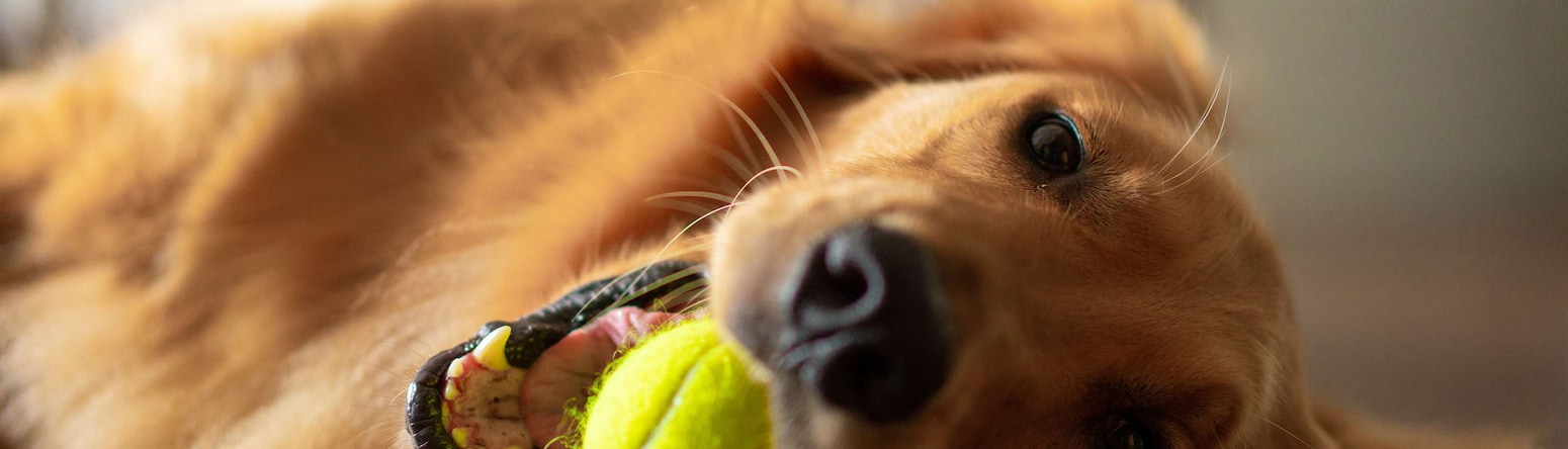 Radisson Hotels - Rad Pets