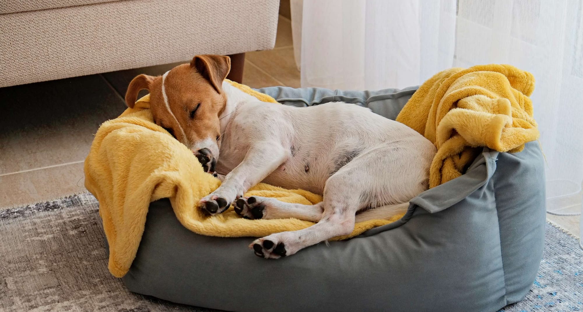 Radisson Hotels - Rad Pets