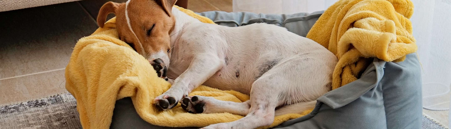 Radisson Hotels - Rad Pets