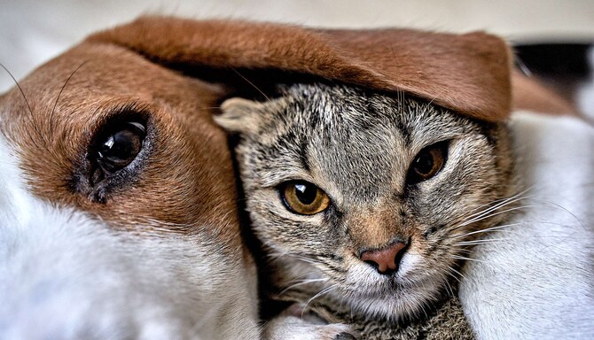 Radisson Hotels - Rad Pets