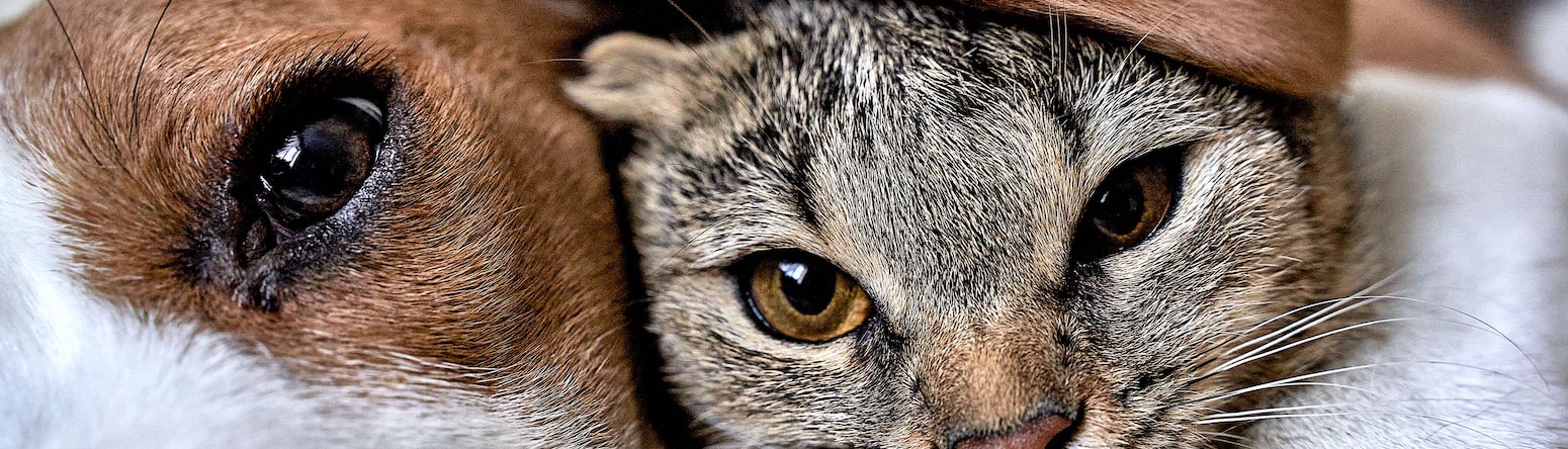 Radisson Hotels - Rad Pets