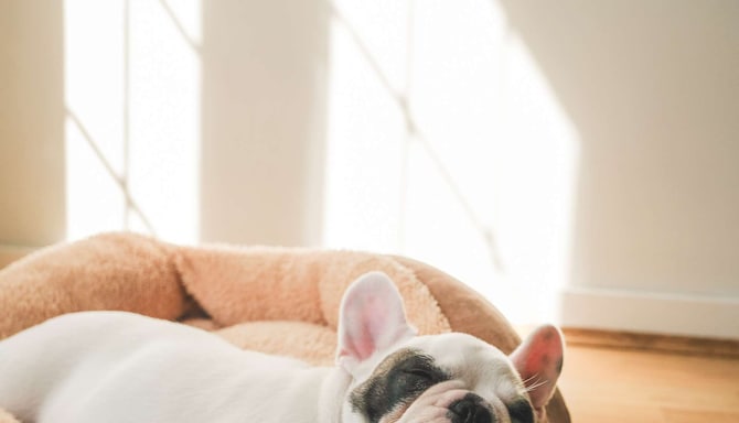 Radisson Hotels - Rad Pets