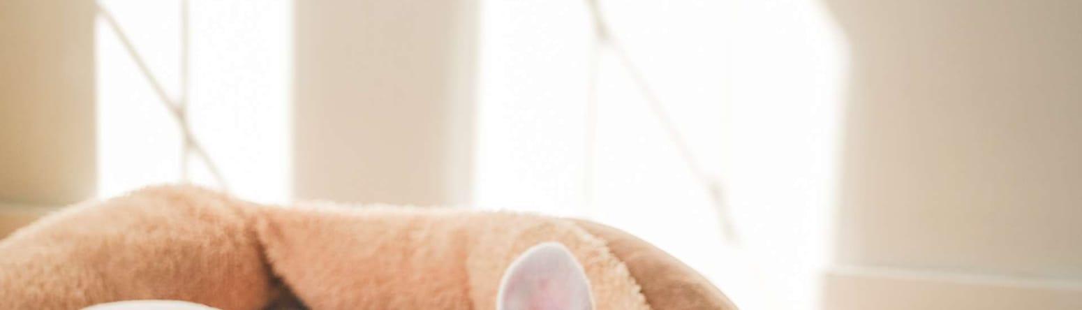 Radisson Hotels - Rad Pets