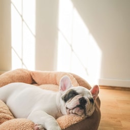 Radisson Hotels - Rad Pets