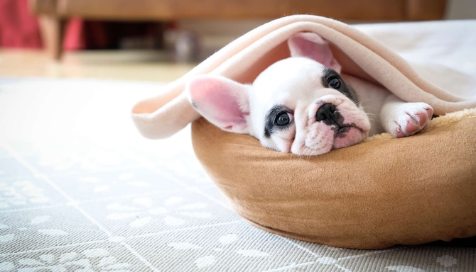 Radisson Hotels – Rad Pets