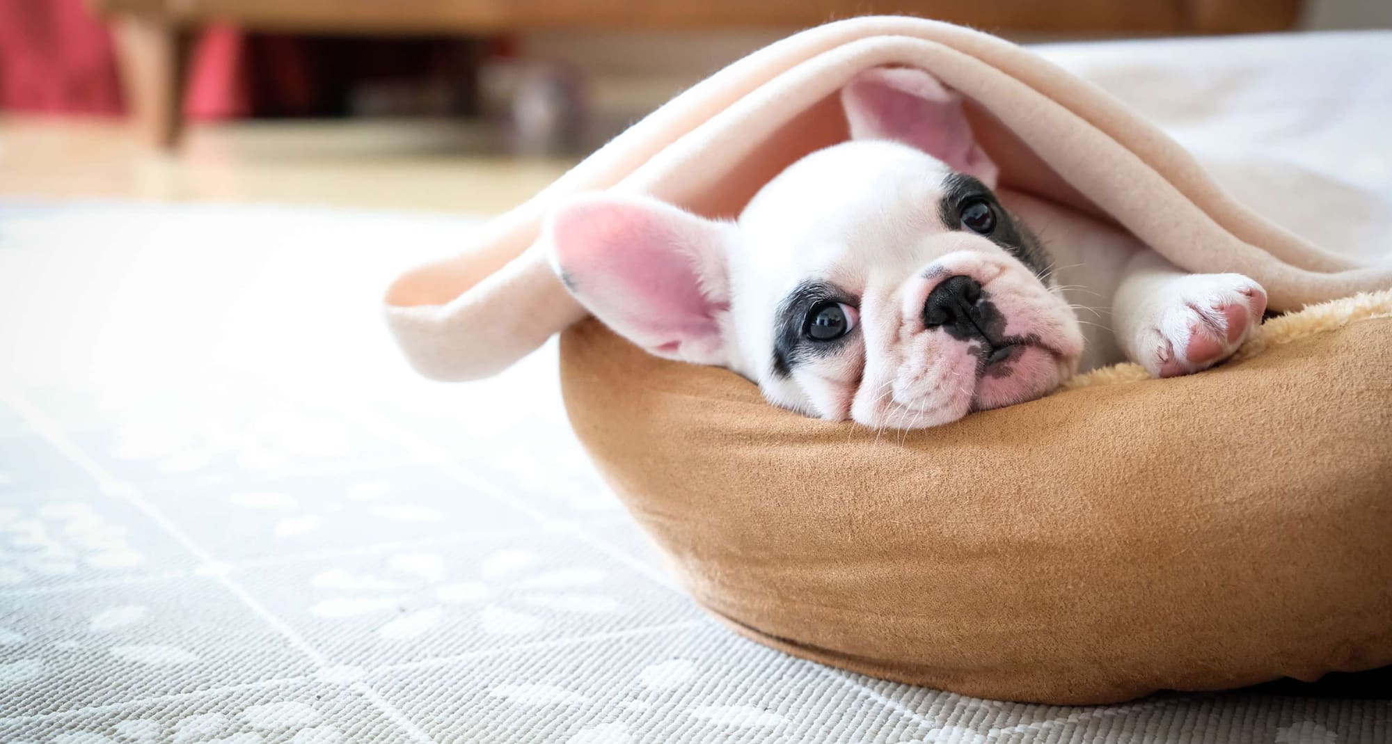 Radisson Hotels – Rad Pets