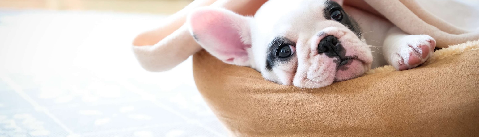 Radisson Hotels - Rad Haustiere