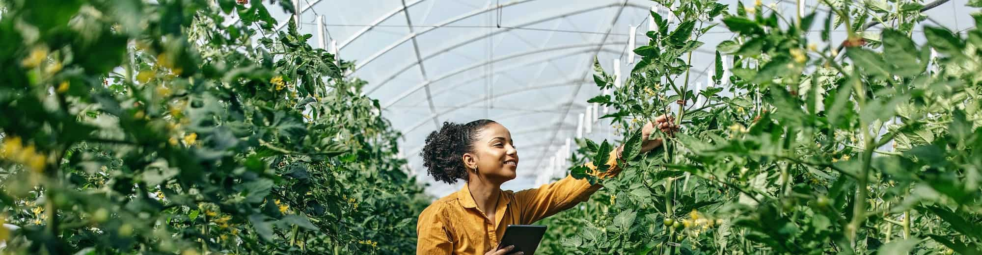 Radisson Meetings - Tomato picking