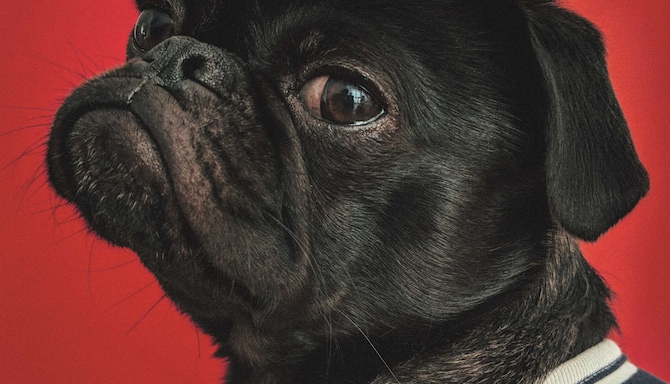Radisson Red Brand - Dog - Pug