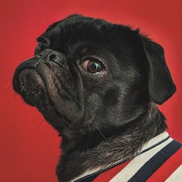 ‏‫علامة راديسون رِد التجارية - الكلب - كلب البج (الصلصال)