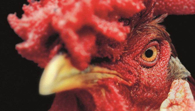 Radisson Red Brand - Bird - Rooster