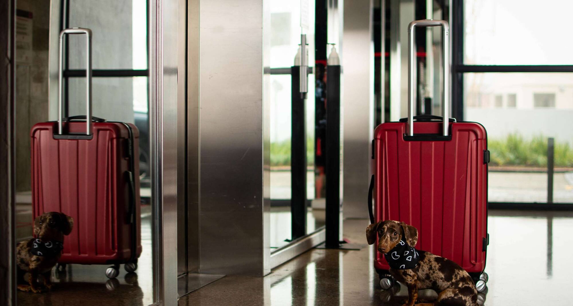 Radisson RED V&A Waterfront, Cape Town - Pet Friendly