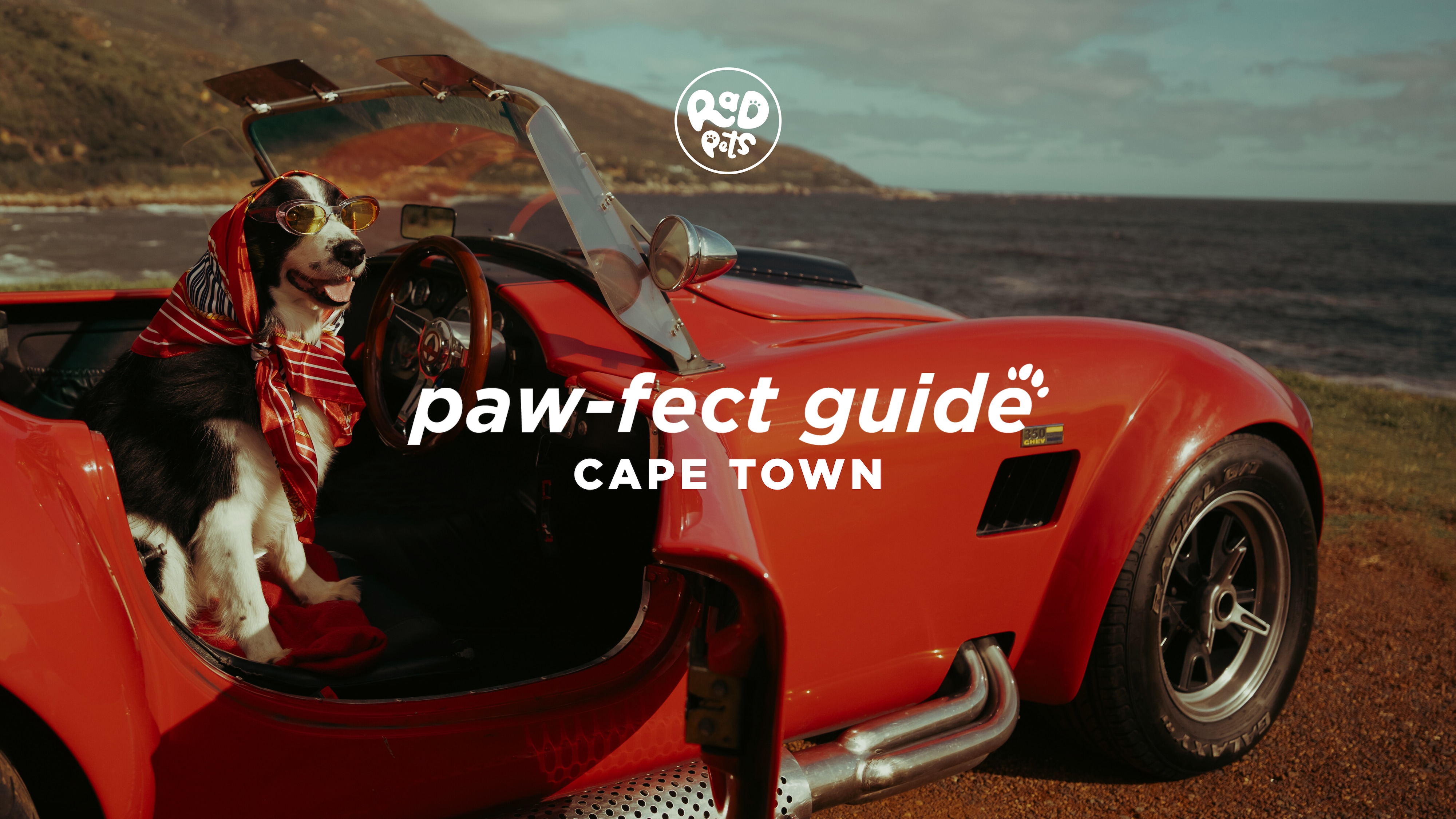 Radisson RED V&A Waterfront, Cape Town - (Subtitles) Paw-fect Guide Push Theme - Radisson RED V&A Waterfront, Cape Town