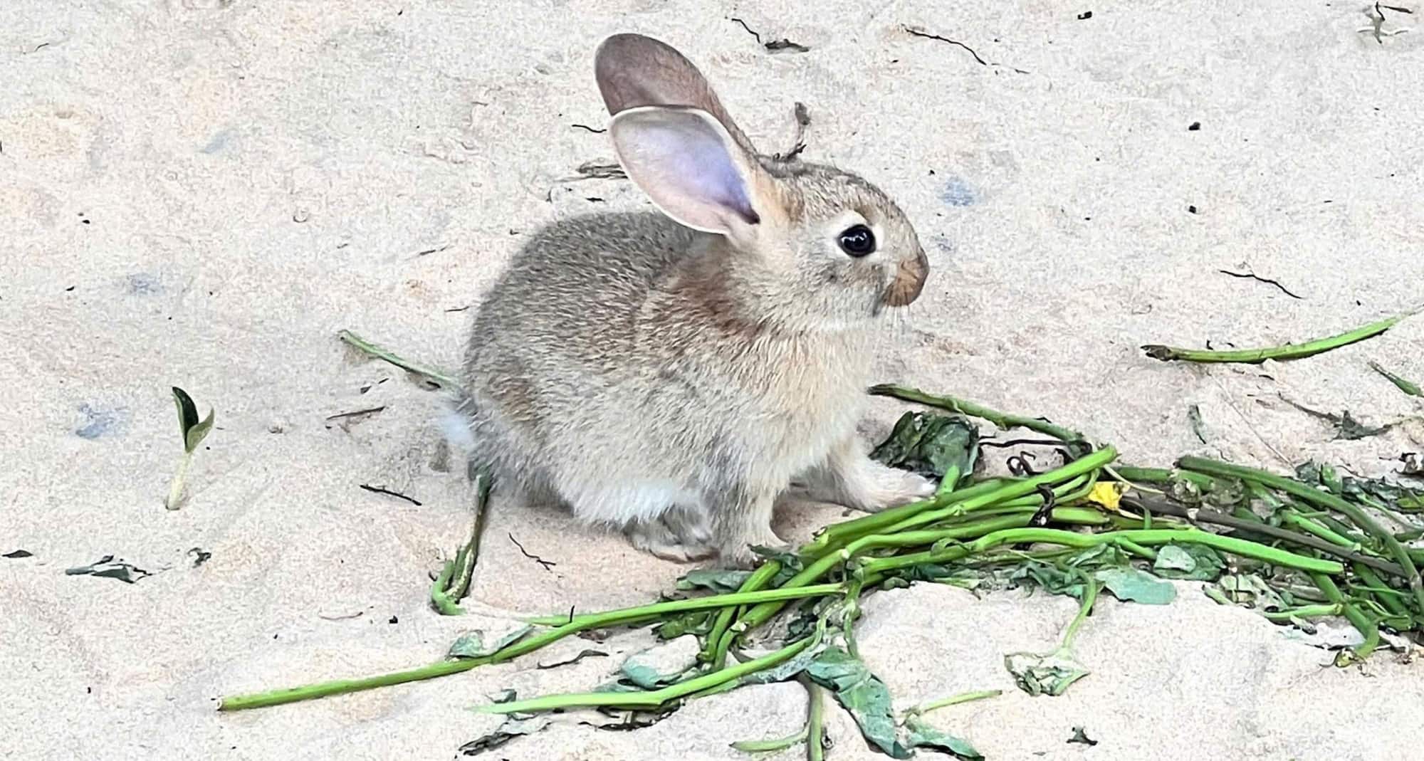 Radisson Resort Mui Ne