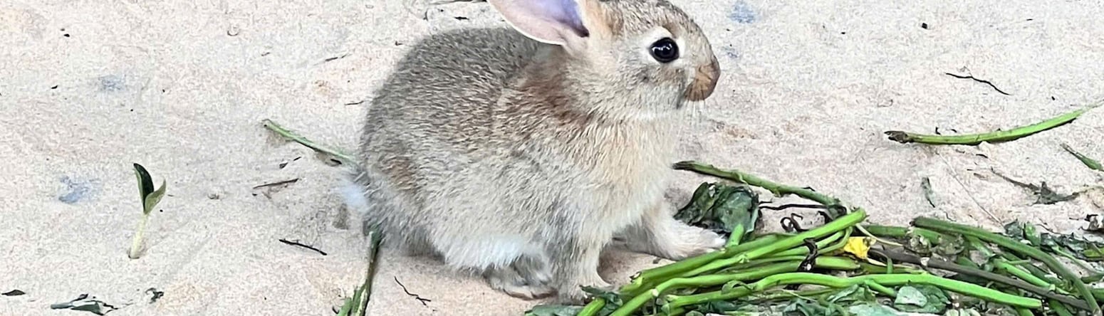 Radisson Resort Mui Ne