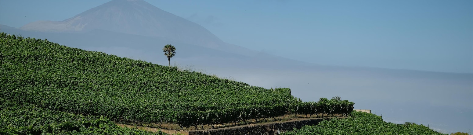 Radisson Resort and Residences Tenerife - Winiards with Teide - Photo: Turismo de Tenerife