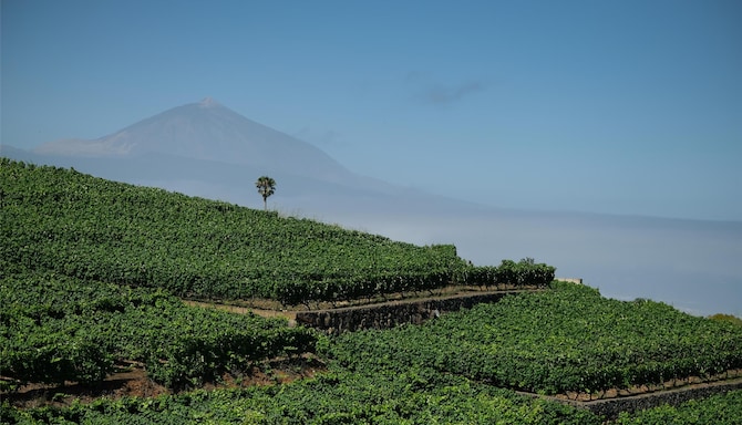 Radisson Resort and Residences Tenerife - Winiards with Teide - Photo: Turismo de Tenerife